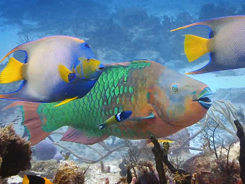 Parrotfish.