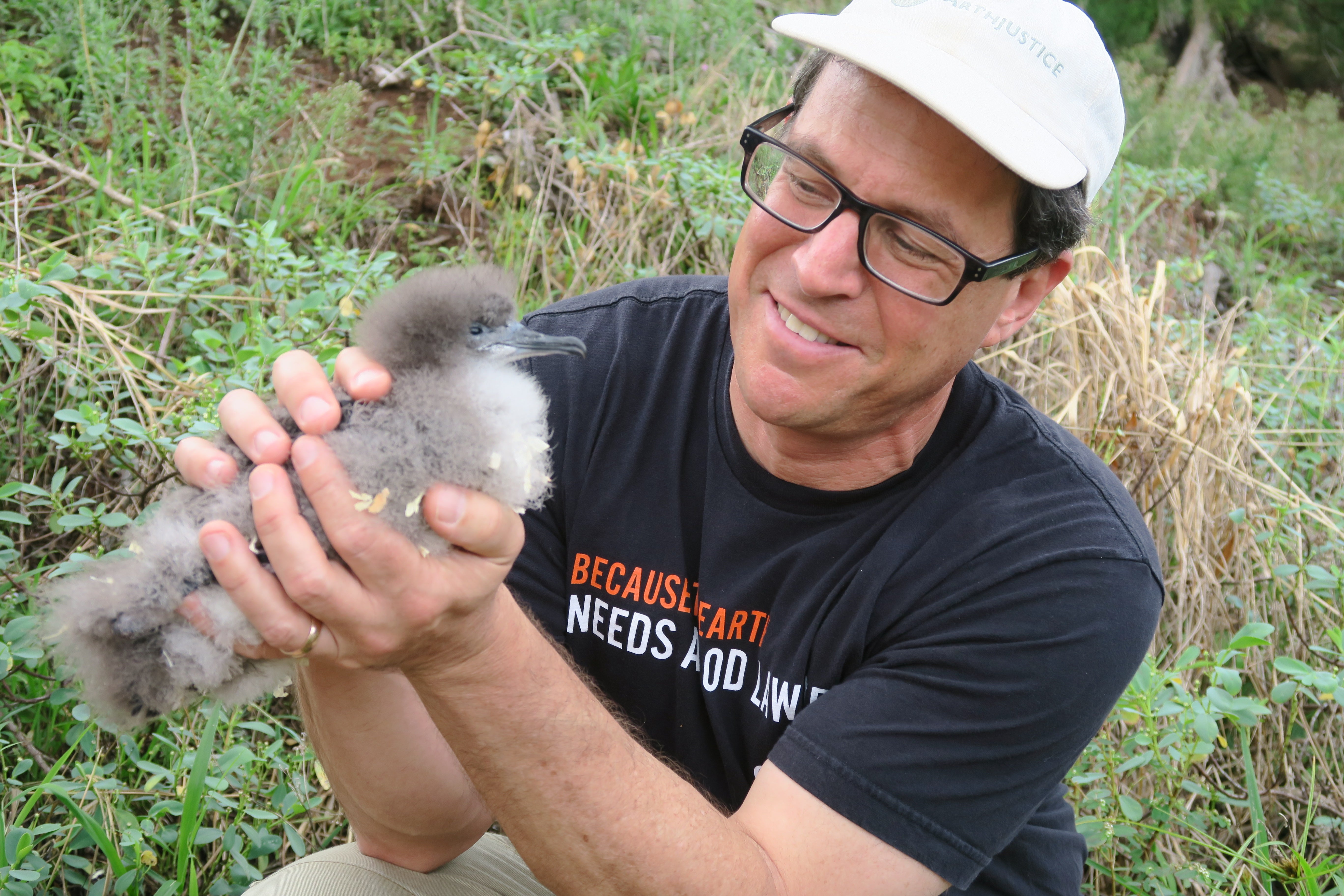 Earthjustice attorney David Henkin holds a Newell’s shearwater chick in Maui.