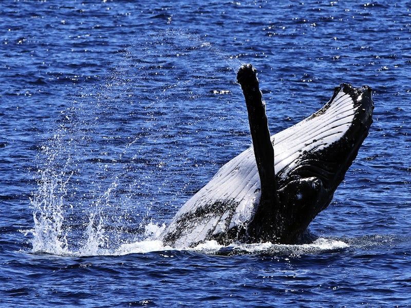The humpback whale is one species that migrates along the California coast.