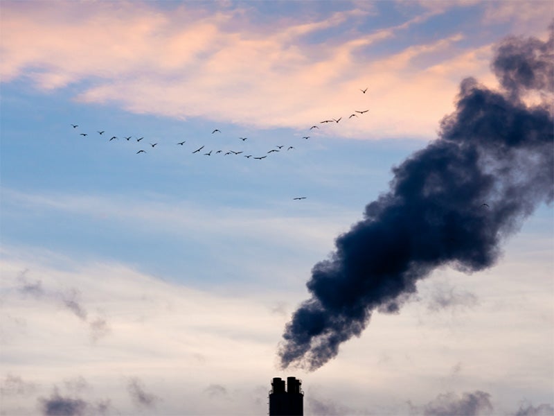 A flock of birds fly past a smokestack of a coal-fired power plant.