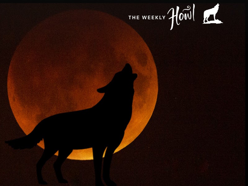 The rare supermoon lunar eclipse incited wolf howls from a crowd of San Francisco sky-gazers on Sunday night. 