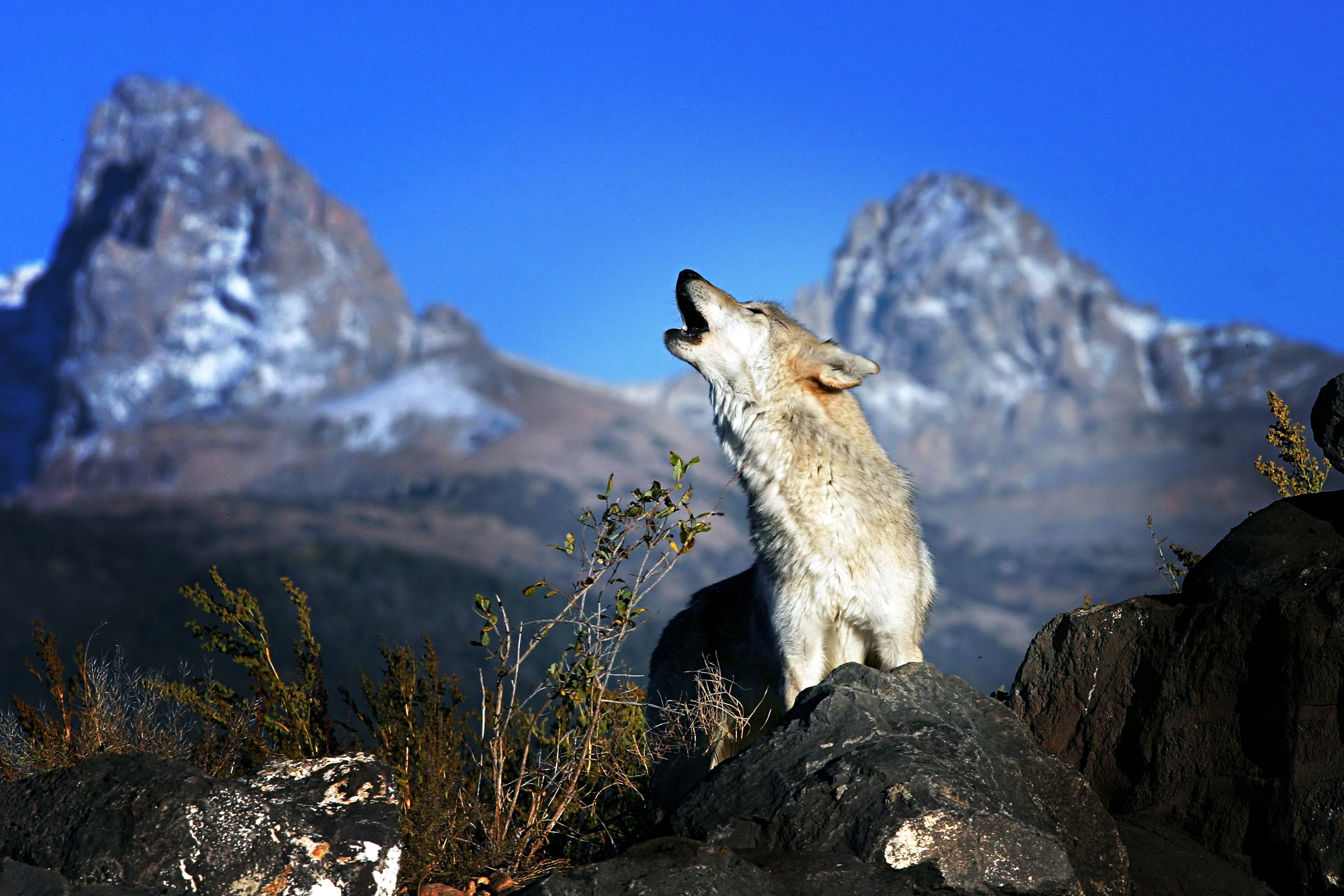 Gray wolf howling in the Grand Tetons in Wyoming.