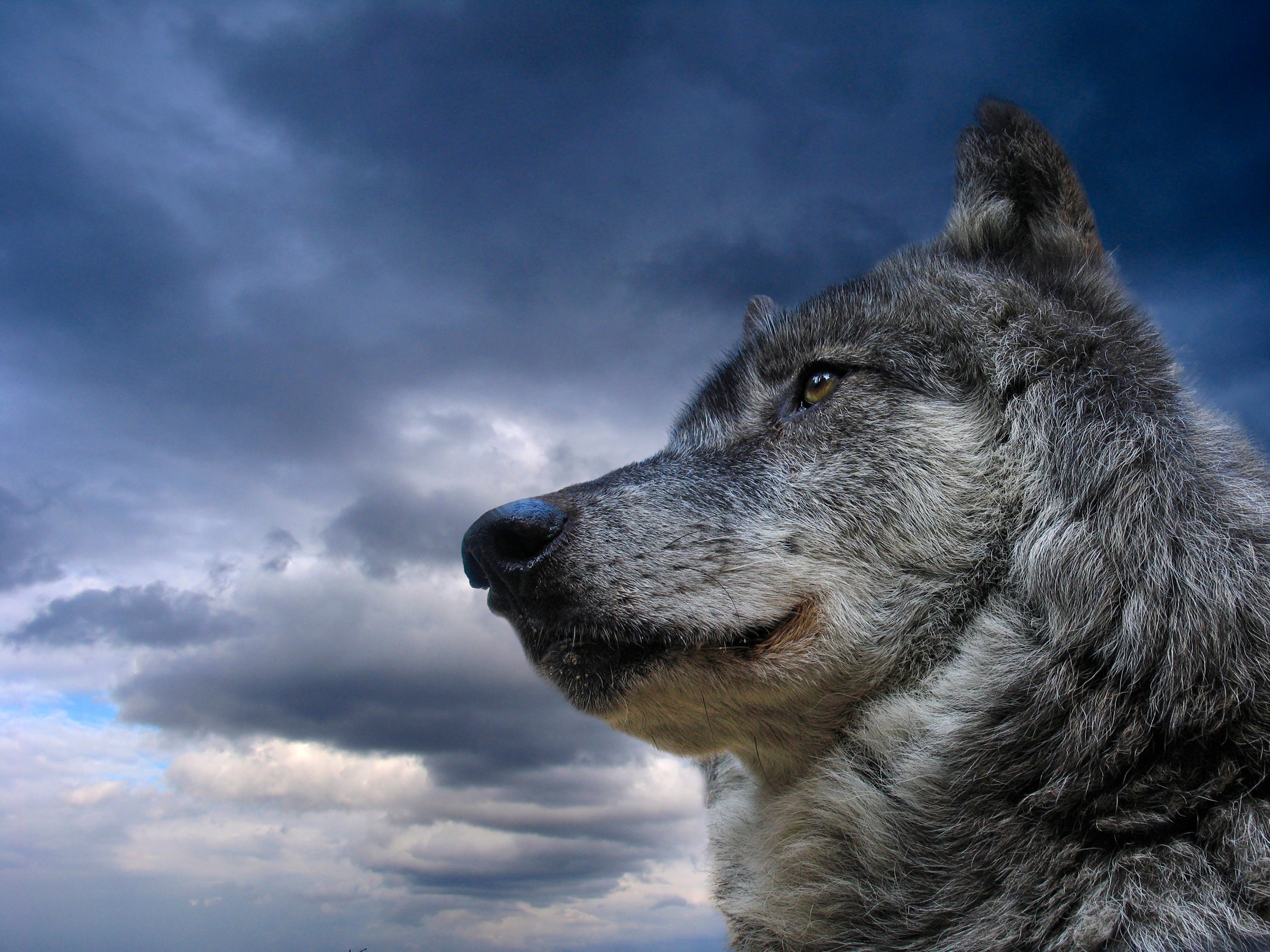 wolf portrait