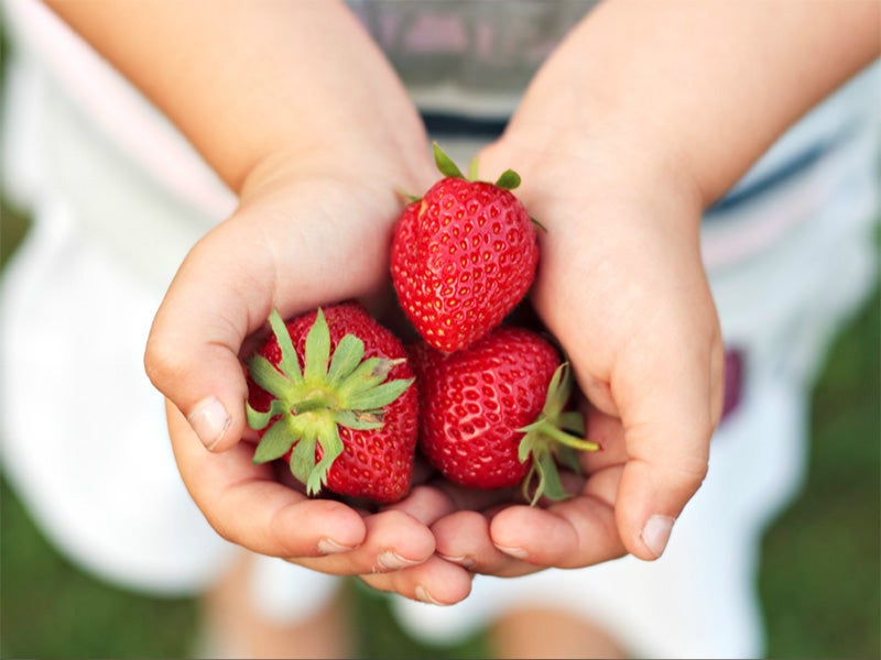 Methyl iodide is a highly toxic pesticide and known carcinogen that’s used primarily in strawberry fields. Methyl iodide is a highly toxic pesticide and known carcinogen that’s used primarily in strawberry fields.
