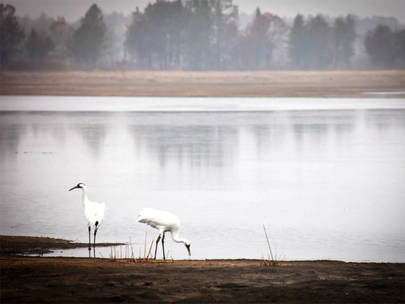 The whooping crane is one of the most endangered animals on earth.