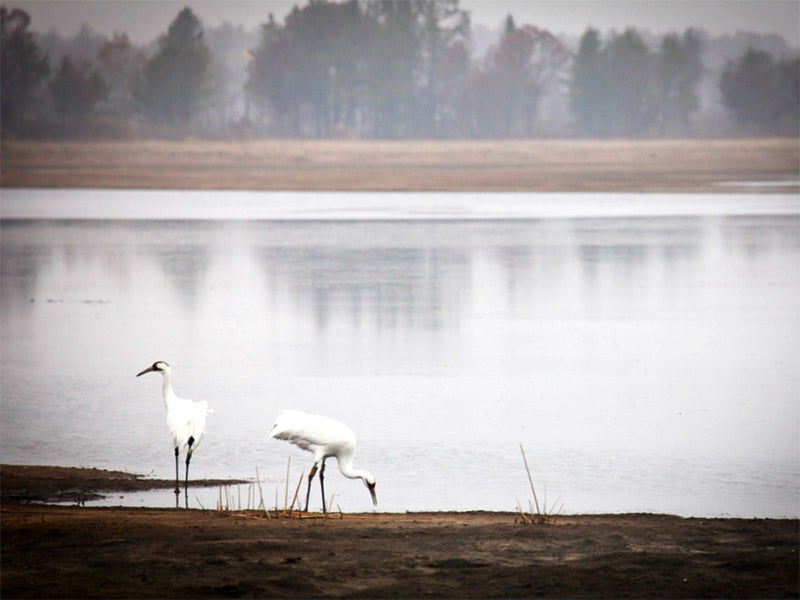 The whooping crane is one of the most endangered animals on earth. The whooping crane is one of the most endangered animals on earth.