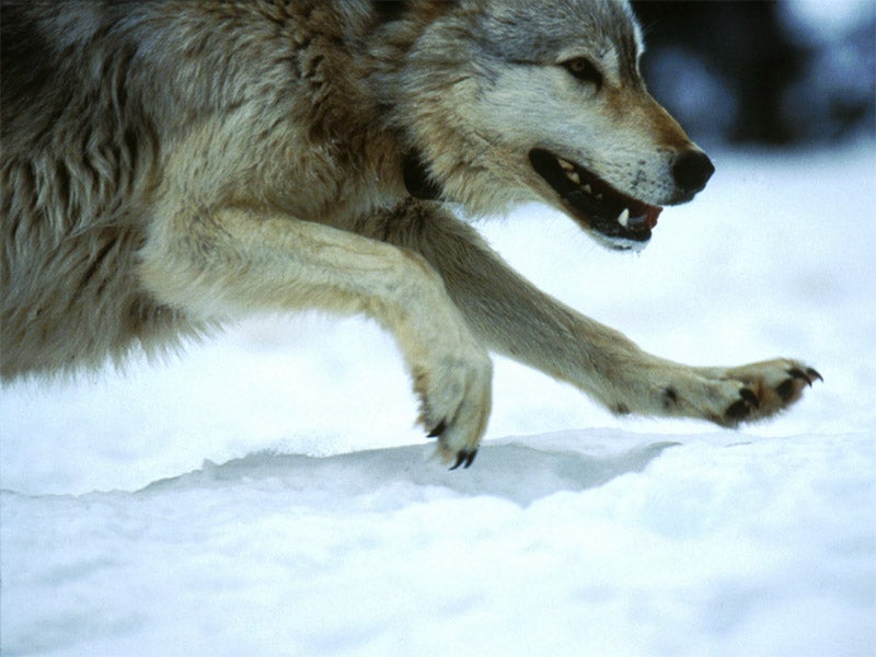 A gray wolf. A gray wolf.
