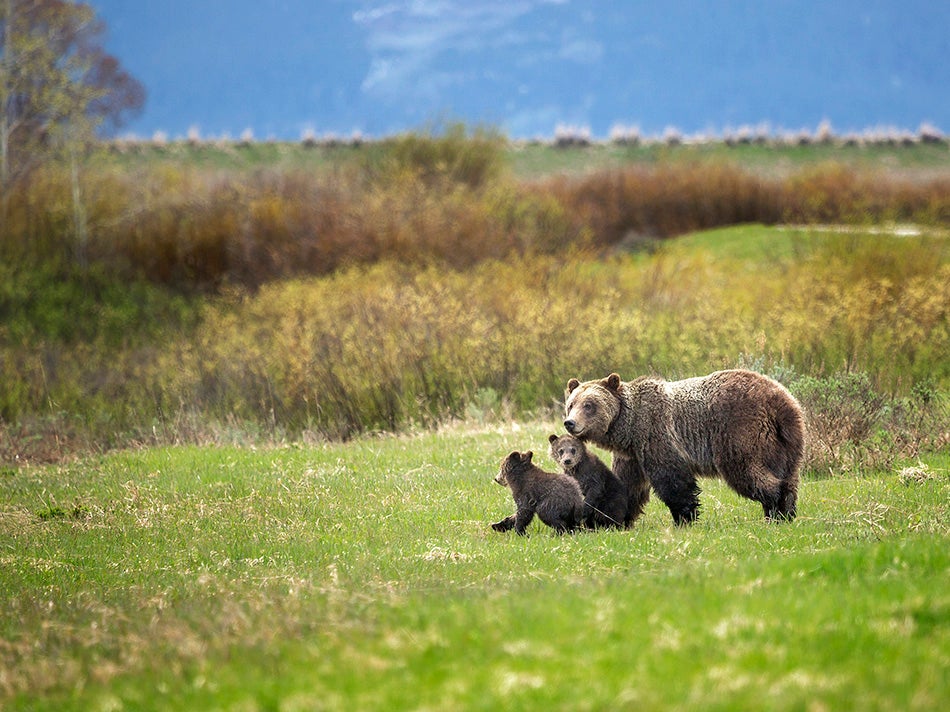 Grizzly 610 and her two cubs take a walk through Willow Flats in Grand Teton National Park, Wyoming.