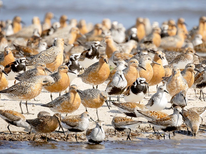 Red knots, ruddy turnstones, dunlin and semipalmated sandpipers coming through the Delaware Bay near Fortescue, New Jersey, on May 23, 2022.