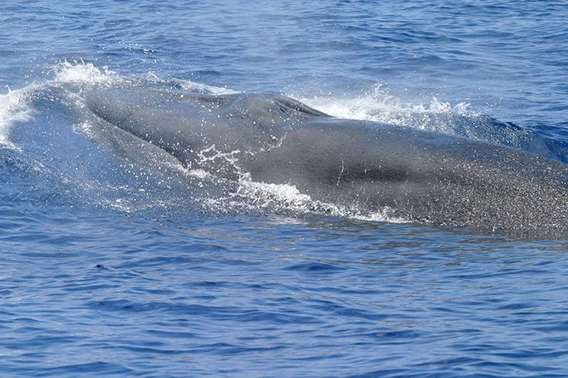 A Gulf of Mexico whale.