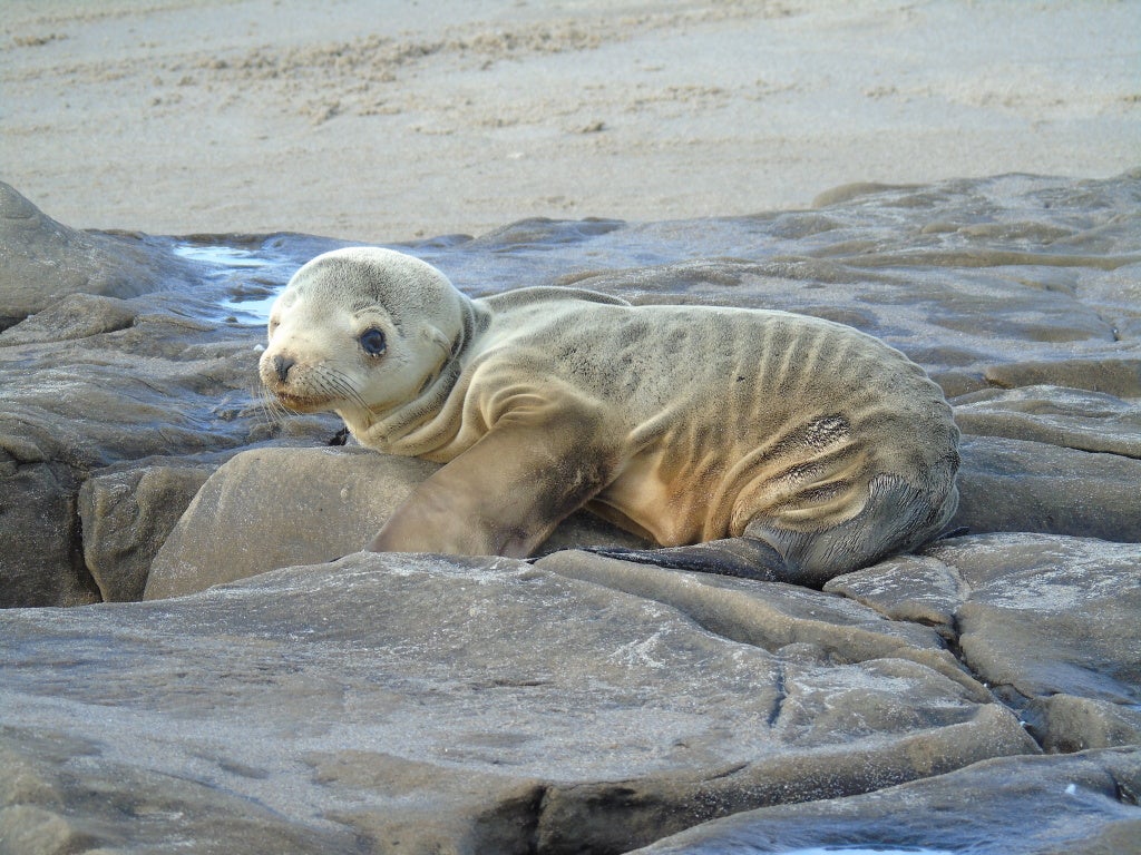 Thousands of starving sea lions washed up on California shores due to overfishing of anchovies and other forage fish.