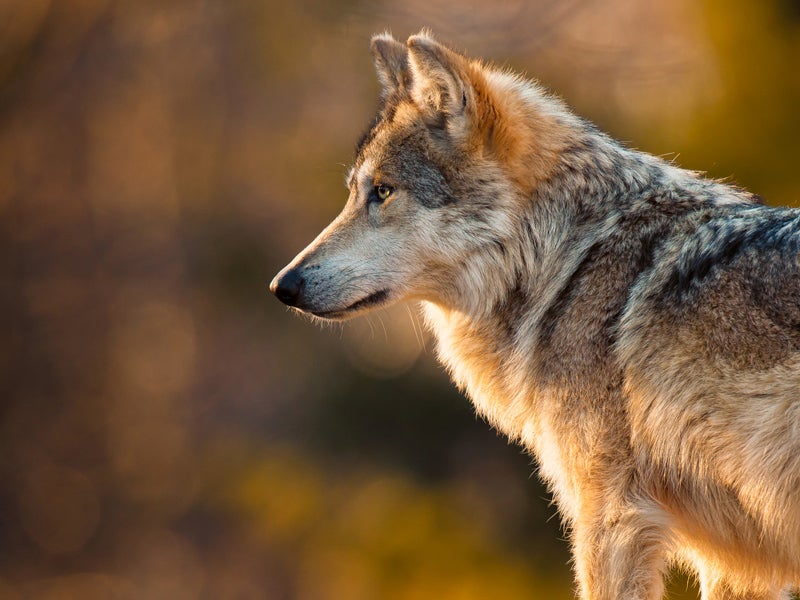 https://earthjustice.org/sites/default/files/styles/image_800x600/public/2014/donation/mexican-gray-wolf.jpg?itok=5xHTn7eV