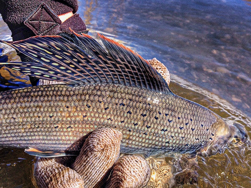 Arctic grayling. Arctic grayling.