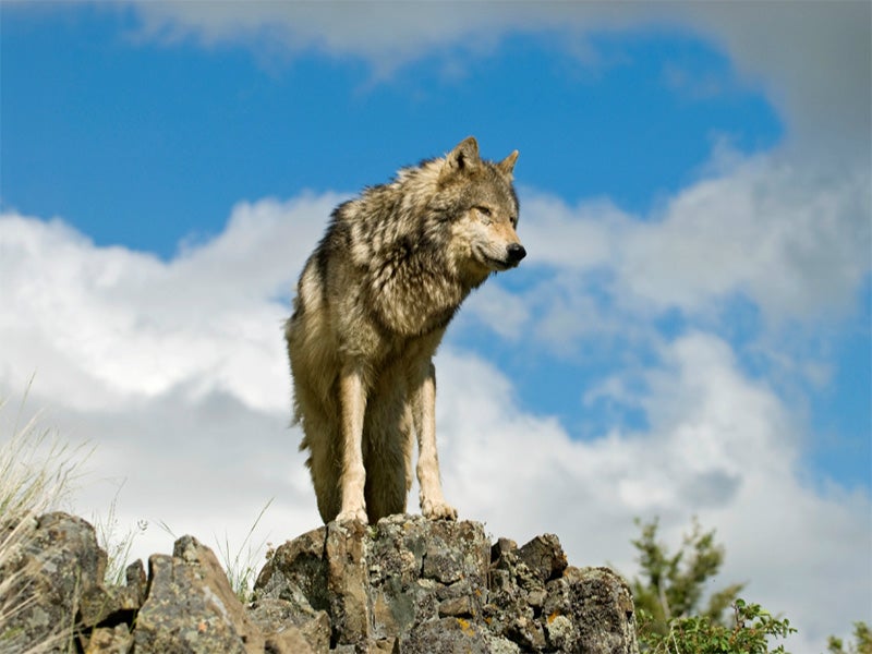 A gray wolf. A gray wolf.