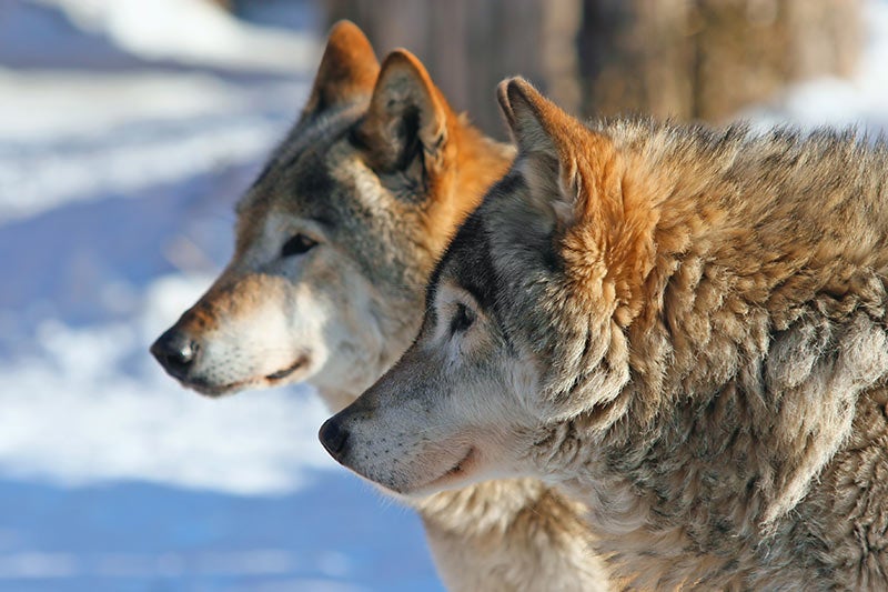 Two wolves in the forest 