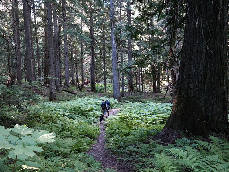 Hikers explore lush cedar forests in the East Fork Bull River drainage of the Cabinet Mountains Wilderness.