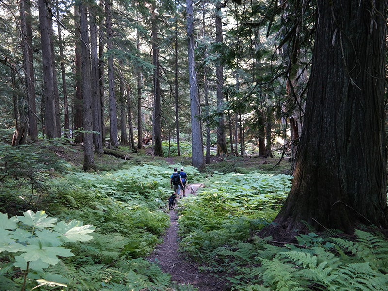 Hikers explore lush cedar forests in the East Fork Bull River drainage of the Cabinet Mountains Wilderness. Hikers explore lush cedar forests in the East Fork Bull River drainage of the Cabinet Mountains Wilderness.