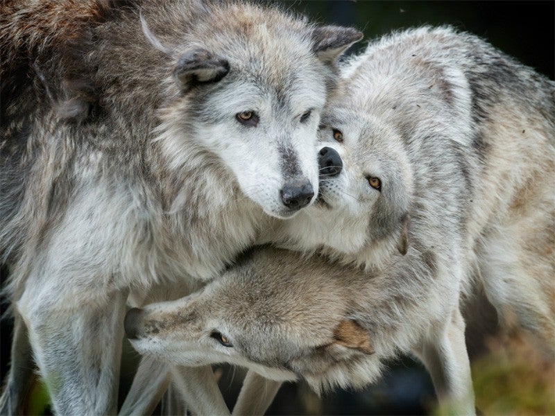 1 8 Million Americans Speak Out Against Stripping Federal Protections From Wolves Earthjustice