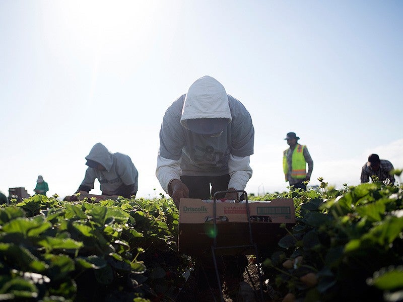 Agricultural workers harvest crops on a California farm. Agricultural workers harvest crops on a California farm.