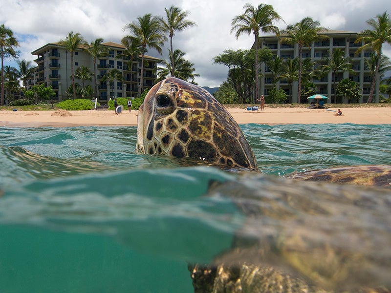 A turtle surfaces offshore of Kahekili Beach Park, Maui, Hawaii.