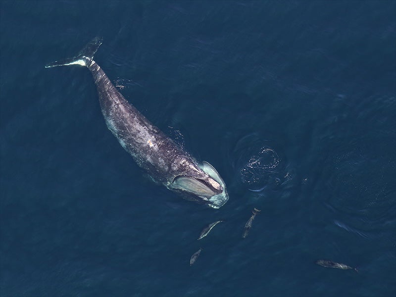 A North Atlantic right whale swims with dolphins. A North Atlantic right whale swims with dolphins.