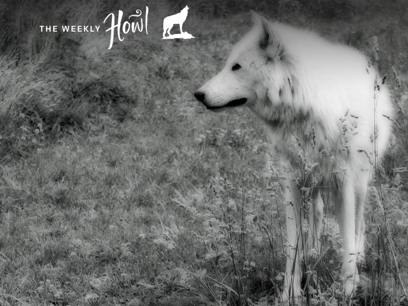 Ahote, a mix of eastern timber and Arctic wolf, is a wolfdog that lives at Howling Woods Farm. Ahote, a mix of eastern timber and Arctic wolf, is a wolfdog that lives at Howling Woods Farm.