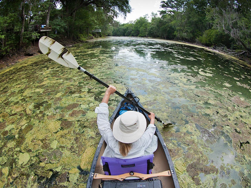 Dense mats of algae cover Santa Fe River near Gainesville, FL during an outbreak on Memorial Day weekend in 2012. Dense mats of algae cover Santa Fe River near Gainesville, FL during an outbreak on Memorial Day weekend in 2012.