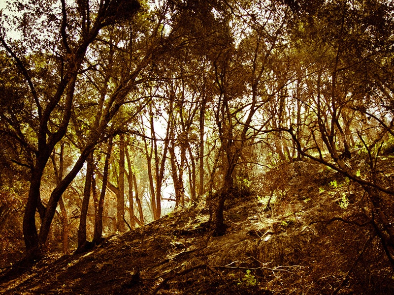 Mid-morning at Angeles National Forest. Mid-morning at Angeles National Forest.