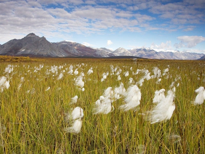 The Arctic National Wildlife Refuge The Arctic National Wildlife Refuge