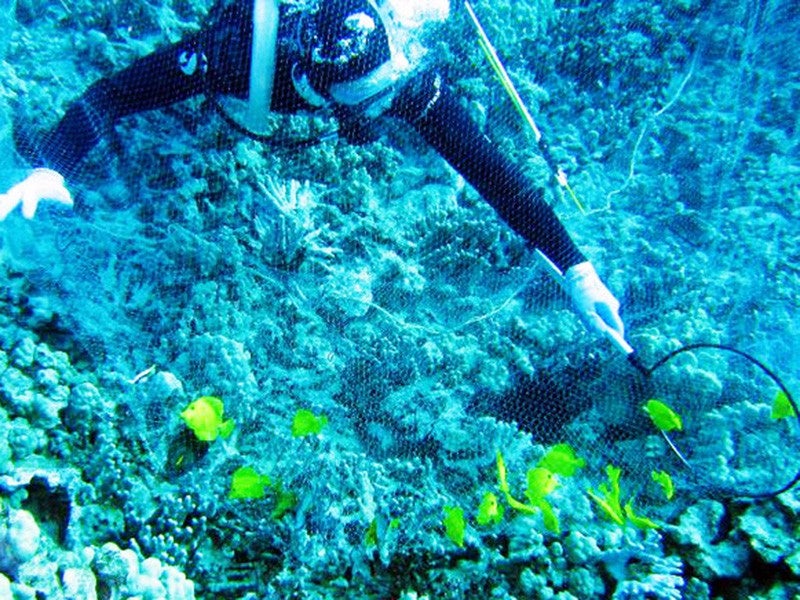 An aquarium collector takes fish from a reef in Hawai`i.