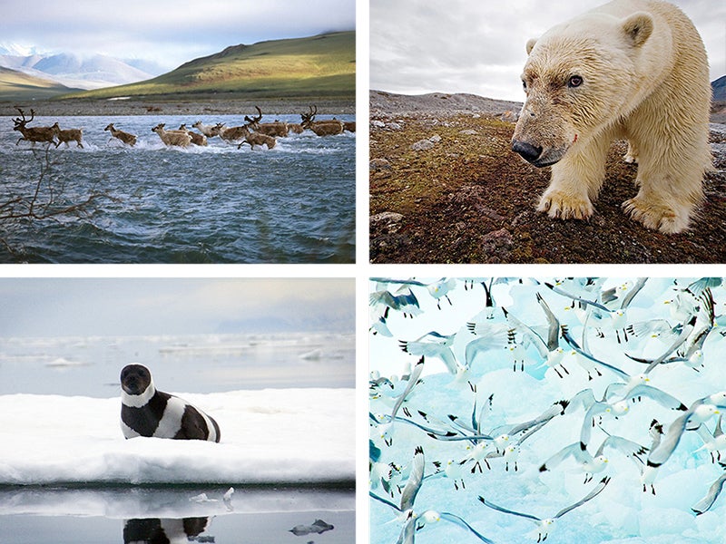 Clockwise from top left: a Porcupine Caribou herd crosses the Kongakut River; a male polar bear; a flock of Kittiwakes, one of many migratory bird species found in the Arctic region; a ringed seal.
