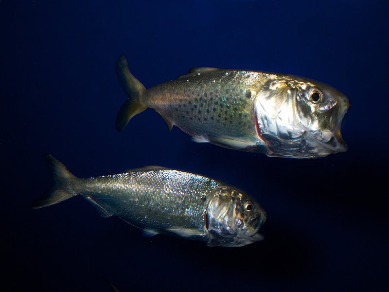 Atlantic menhaden. Atlantic menhaden.