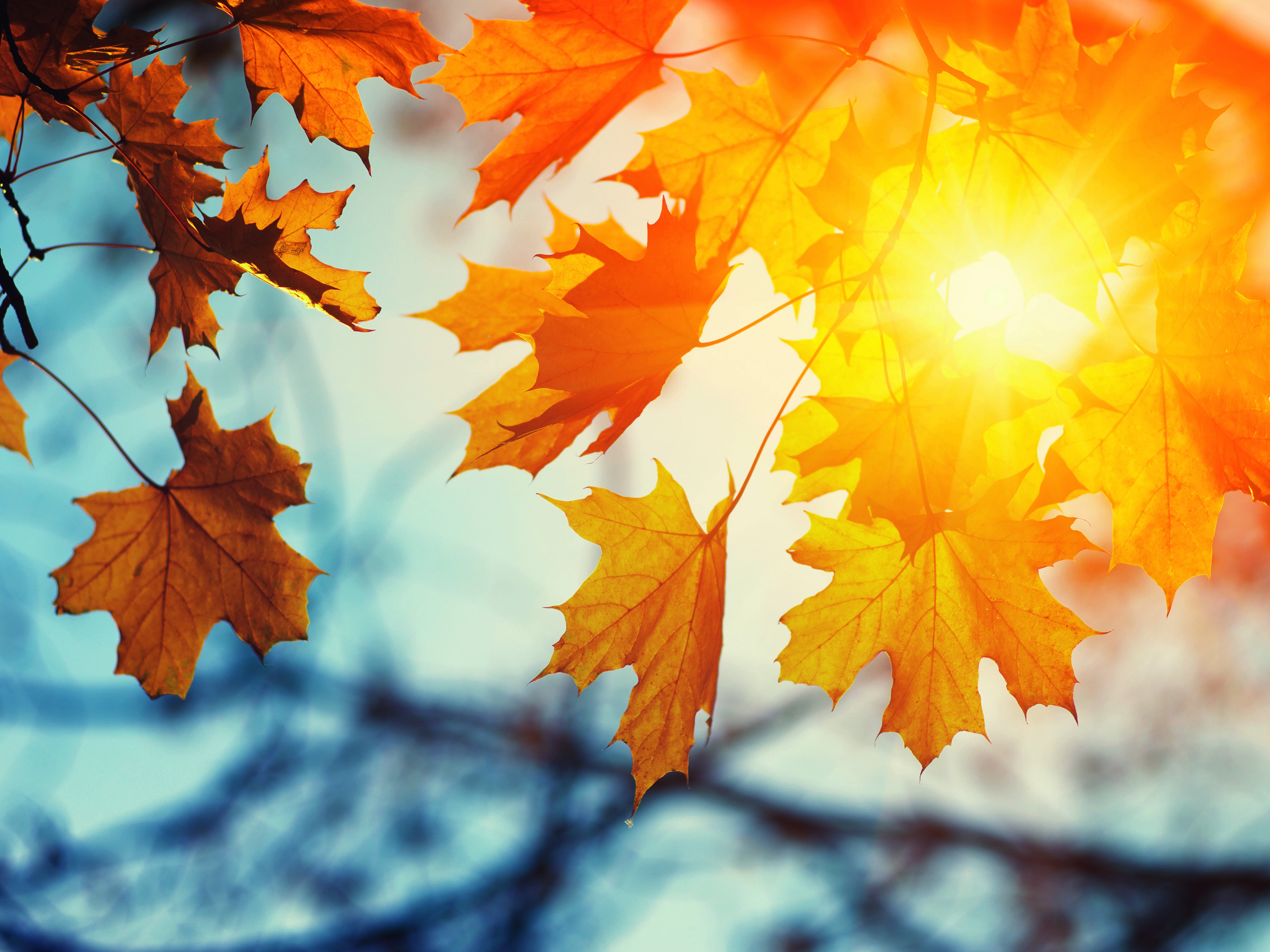 Autumn leaves Autumn leaves