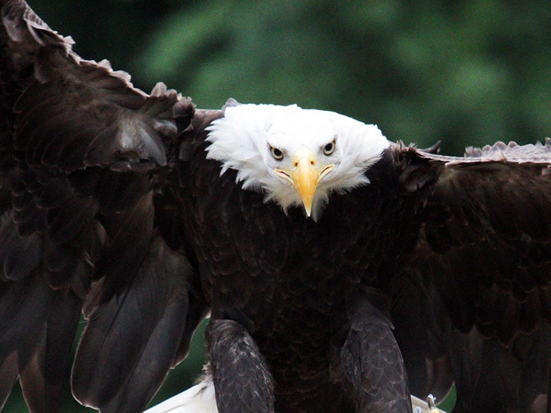 A bald eagle. A bald eagle.