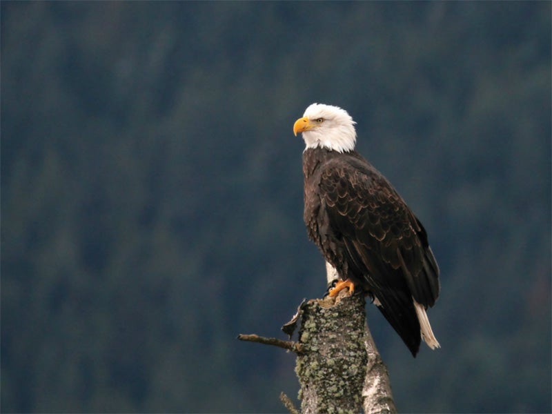 A bald eagle. A bald eagle.
