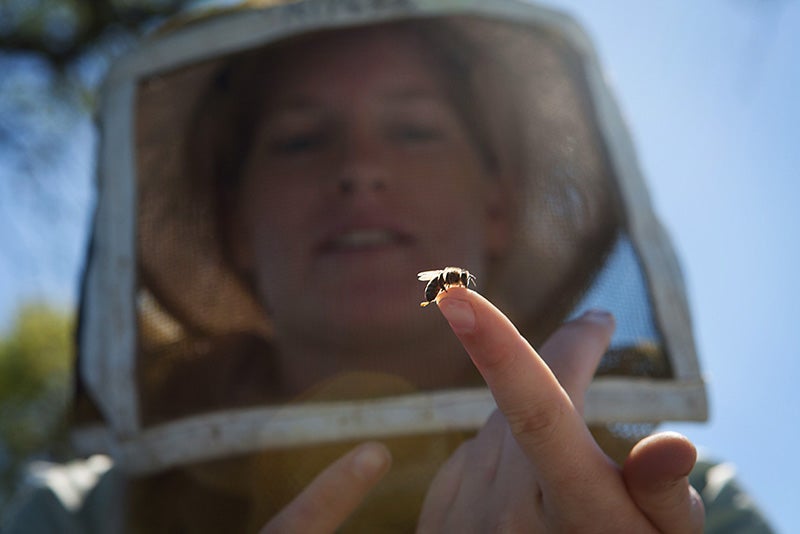 Alyssa Anderson, a second-generation beekeeper, holds a baby bee in a California orchard. Alyssa Anderson, a second-generation beekeeper, holds a baby bee in a California orchard.