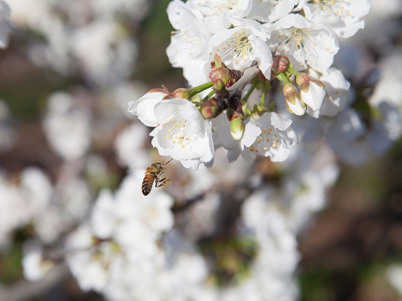 A honey bee alights on a cherry blossom in Stockton, California. Bees and other insects face a global extinction crisis.