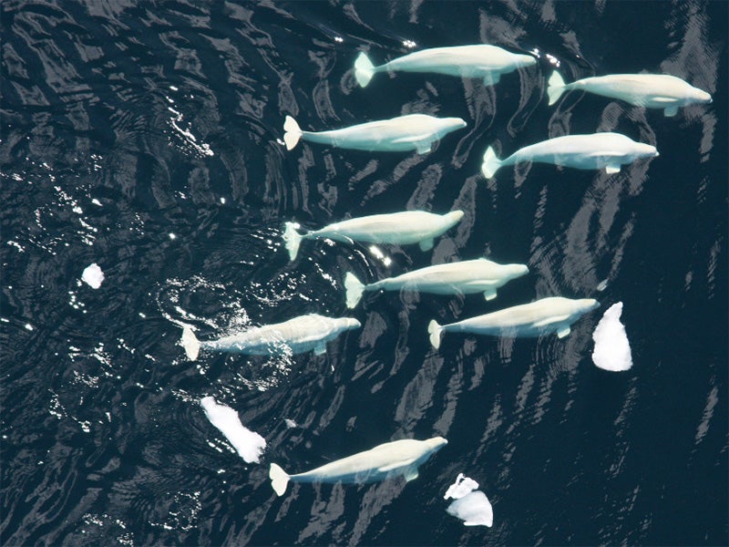 Beluga whale pod in the Chukchi Sea. Belugas are social animals that often migrate, hunt and interact with each other in groups ranging from ten to several hundred. Beluga whale pod in the Chukchi Sea. Belugas are social animals that often migrate, hunt and interact with each other in groups ranging from ten to several hundred.