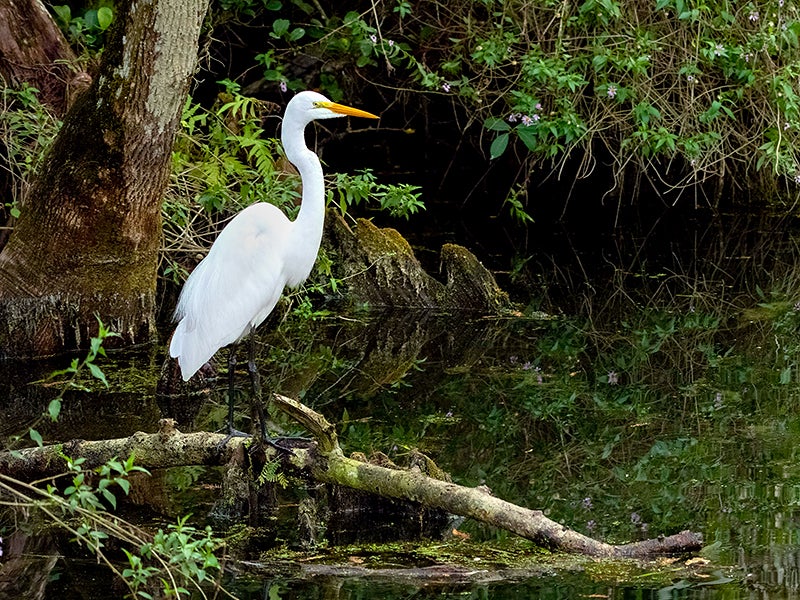 Great Egret (Ardea alba) along Sweetwater Strand in Big Cypress Preserve, Florida. Great Egret (Ardea alba) along Sweetwater Strand in Big Cypress Preserve, Florida.