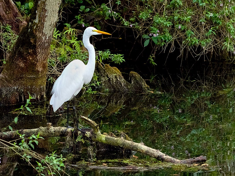 Great Egret (Ardea alba) along Sweetwater Strand in Big Cypress Preserve, Florida.