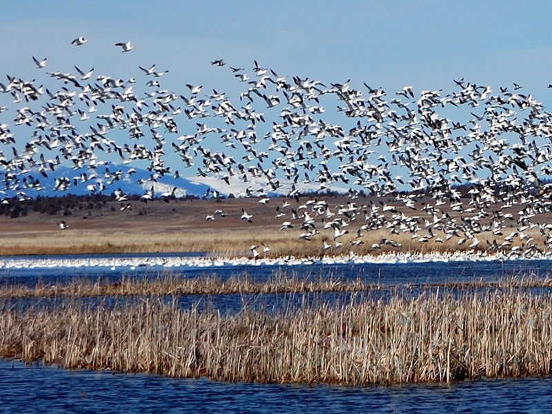Earthjustice is petitioning for a ban on the use of neonictinoids in wildlife refuges in California like the Ash Creek Wildlife Area in Big Valley. Earthjustice is petitioning for a ban on the use of neonictinoids in wildlife refuges in California like the Ash Creek Wildlife Area in Big Valley.