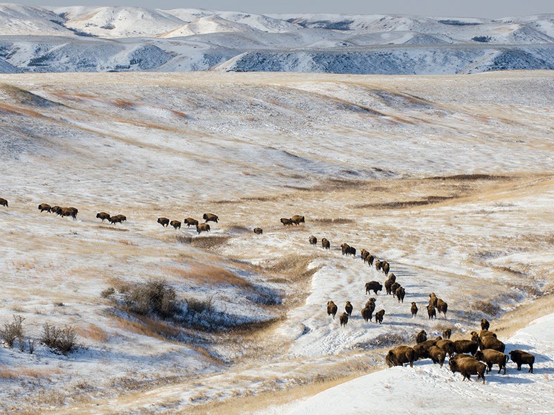 Bison. Bison.