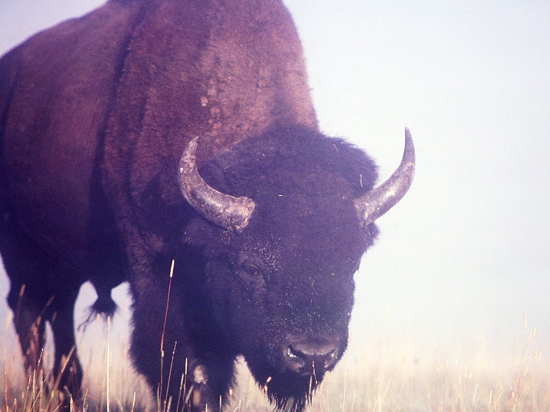 Bison in Yellowstone National Park. Bison in Yellowstone National Park.