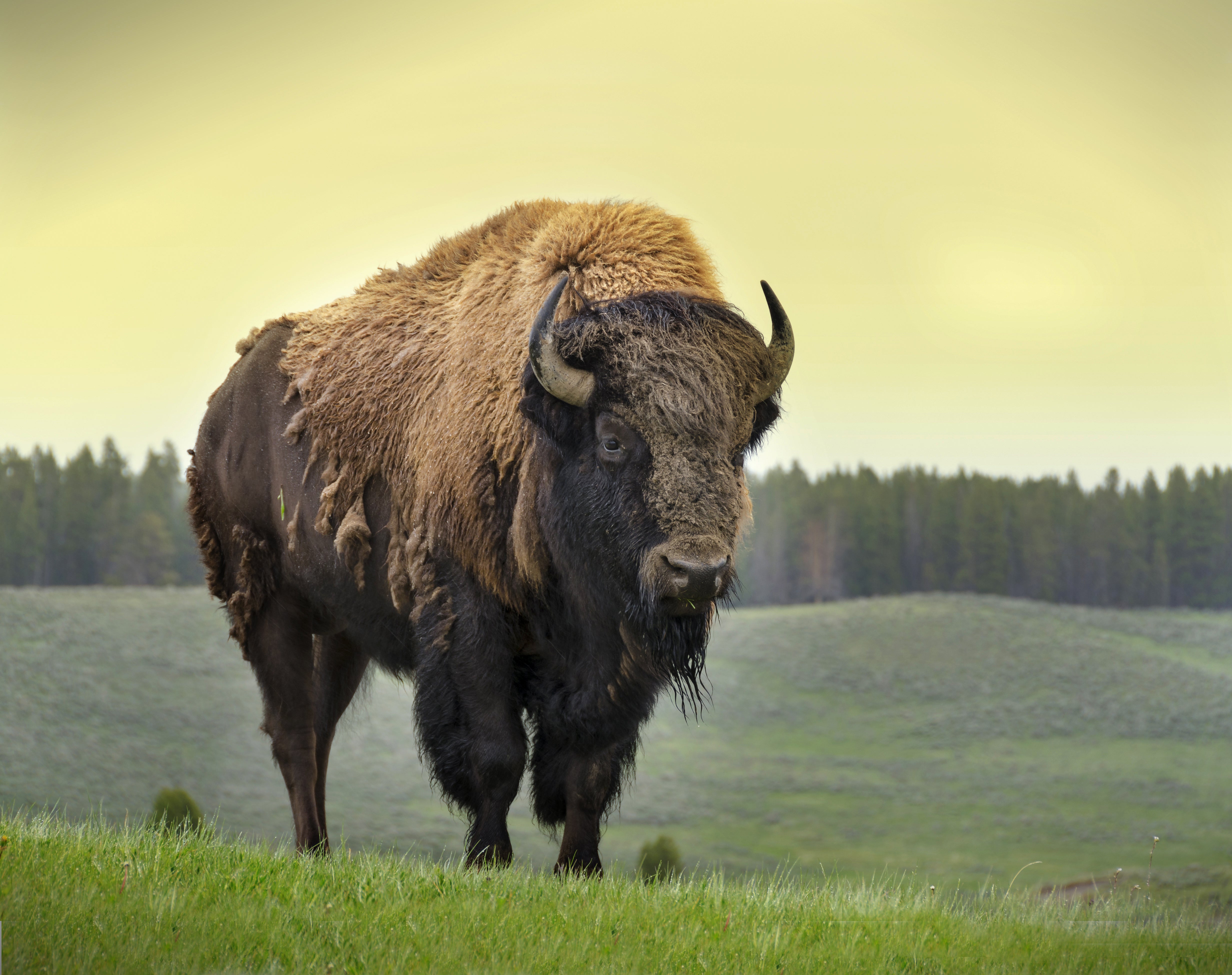 A bison. A bison.