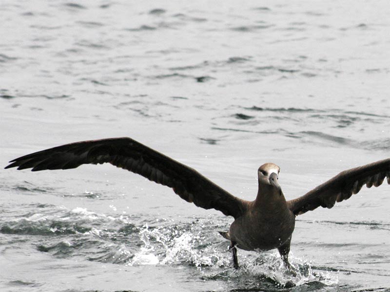 A black-footed albatross.