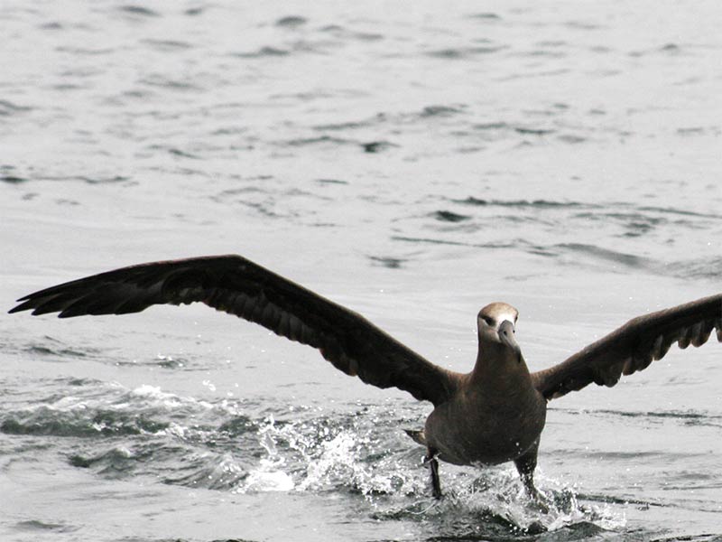 A black-footed albatross. A black-footed albatross.