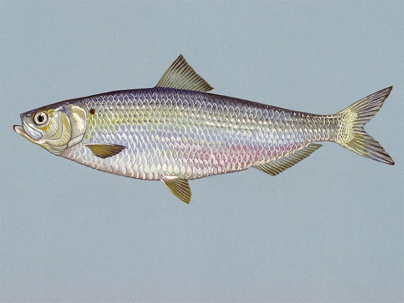 A blueback herring. A blueback herring.