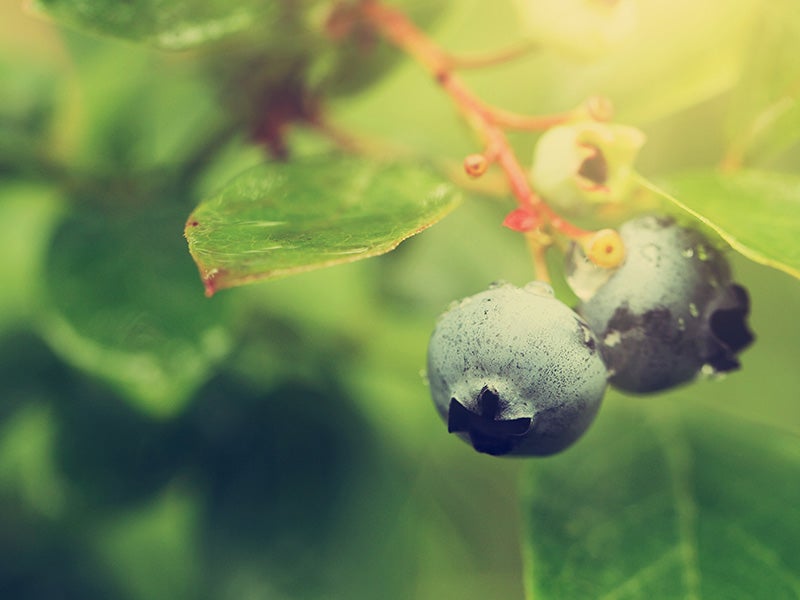 Blueberries. Blueberries.