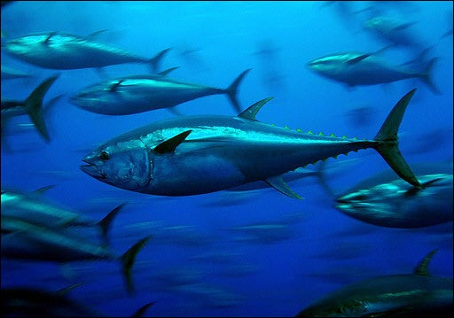 Bluefin tuna Bluefin tuna