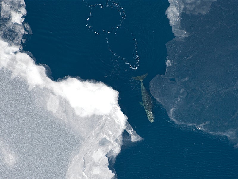 A bowhead whale (Balaena mysticetus) surfaces in the Arctic Ocean.